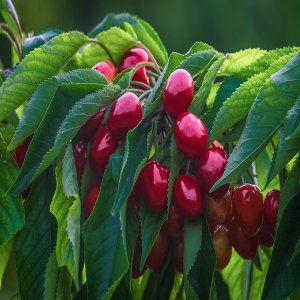 Čerešňa vtáčia (Prunus avium) ´REGINA´ neskorá, výška: 120-140 cm - voľnokorenná